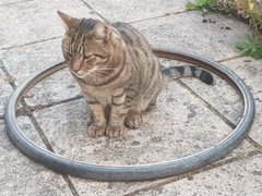 Thug cat part 3.  Unbidden guests are often welcomest when they are gone.