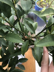 Damaged tree - is it doomed?