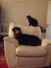 What colour are your sofas?