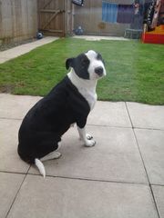 Could you talk to me about your staffies and children?