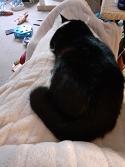 Gratuitous cat pictures please