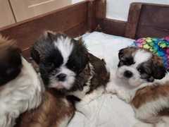 New pup, name idea please (pic included)