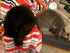 What's your DCat up to today? (Thread 8)