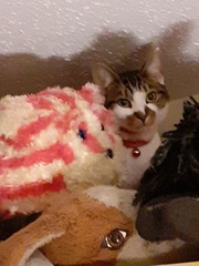 Gratuitous cat pictures please