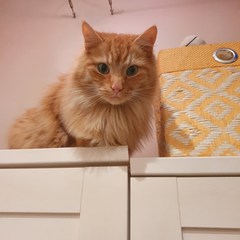 Gratuitous cat pictures please