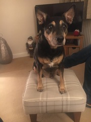 Dog PTS tonight - I am devastated