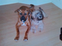 Does anyone own rare native breed dog?