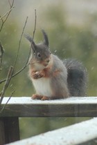 Bloody squirrels