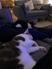 Resident cat showing aggression to a new kitten..