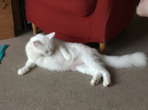Getting stressed at work. Please send pictures of your dogs and kitties to cheer me up!
