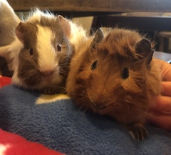 Guinea summer accommodation