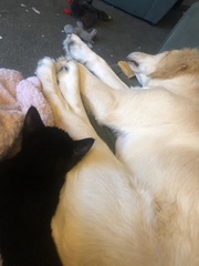 Getting stressed at work. Please send pictures of your dogs and kitties to cheer me up!
