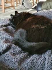Can anyone tell me what breed this cat is?