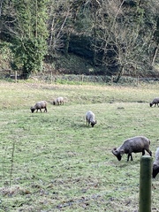 Frugaleer Festive Fun