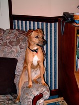 Dog PTS tonight - I am devastated