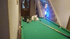 Gratuitous cat pictures please