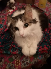 Knit, Crochet and Natter into 2021