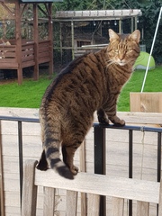 Thug cat part 3.  Unbidden guests are often welcomest when they are gone.