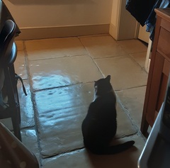What commands do your cats know?