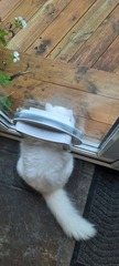 Is anyone else’s cat as neglected as mine?
