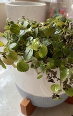 Can I fix this plant?