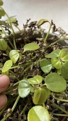 Can I fix this plant?