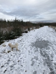 Dogs needing less exercise