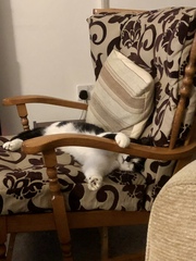 Gratuitous cat pictures please