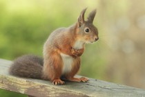 Bloody squirrels