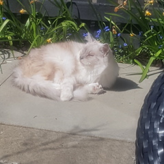 Gratuitous cat pictures please