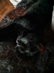 HELP!! Being held to ransom by a stray cat