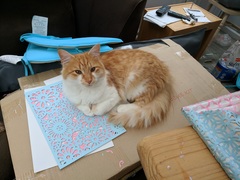 I don't think he's my cat any more...