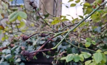Winter rose pruning - any experts out there? (Pictures attached)