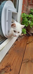 Is anyone else’s cat as neglected as mine?