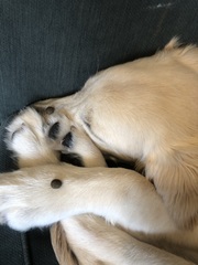 Getting stressed at work. Please send pictures of your dogs and kitties to cheer me up!