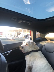 Dogs gone in 2020
