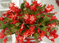 Inexperienced with house plants... is this too ambitious?