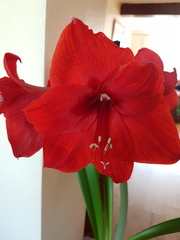 Amaryllis - anyone managed to get theirs to reflower?