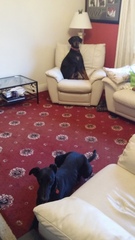 What colour are your sofas?