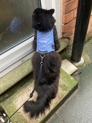 Cat chat thread we've lost count
