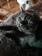 HELP!! Being held to ransom by a stray cat