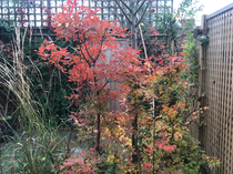 Garden wish list
