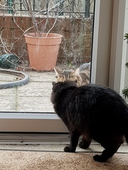 Thug cat part 3.  Unbidden guests are often welcomest when they are gone.