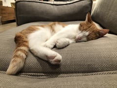 Gratuitous cat pictures please