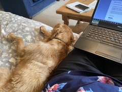Dogs on the Sofa