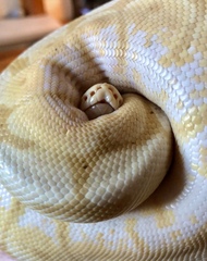 Royal Python has escaped!