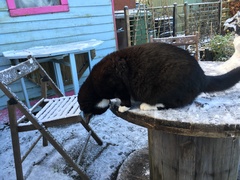 What's your DCat up to today? (Thread 8)