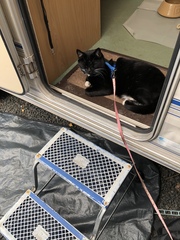 Cat harness