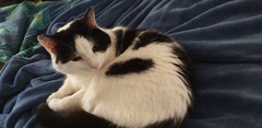 Gratuitous cat pictures please