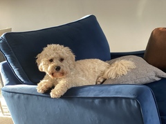 What colour are your sofas?